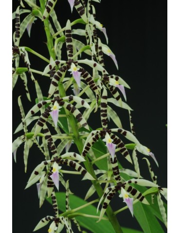 Prosthechea prismatocarpa 2