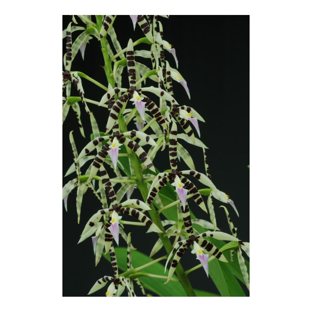 Prosthechea prismatocarpa