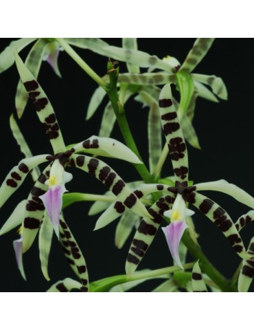 Prosthechea prismatocarpa