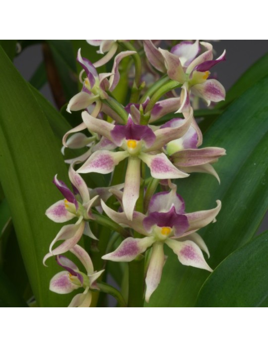 Prosthechea spondiada Prosthechea spondiada