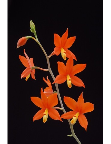 Prosthechea vitellina 2