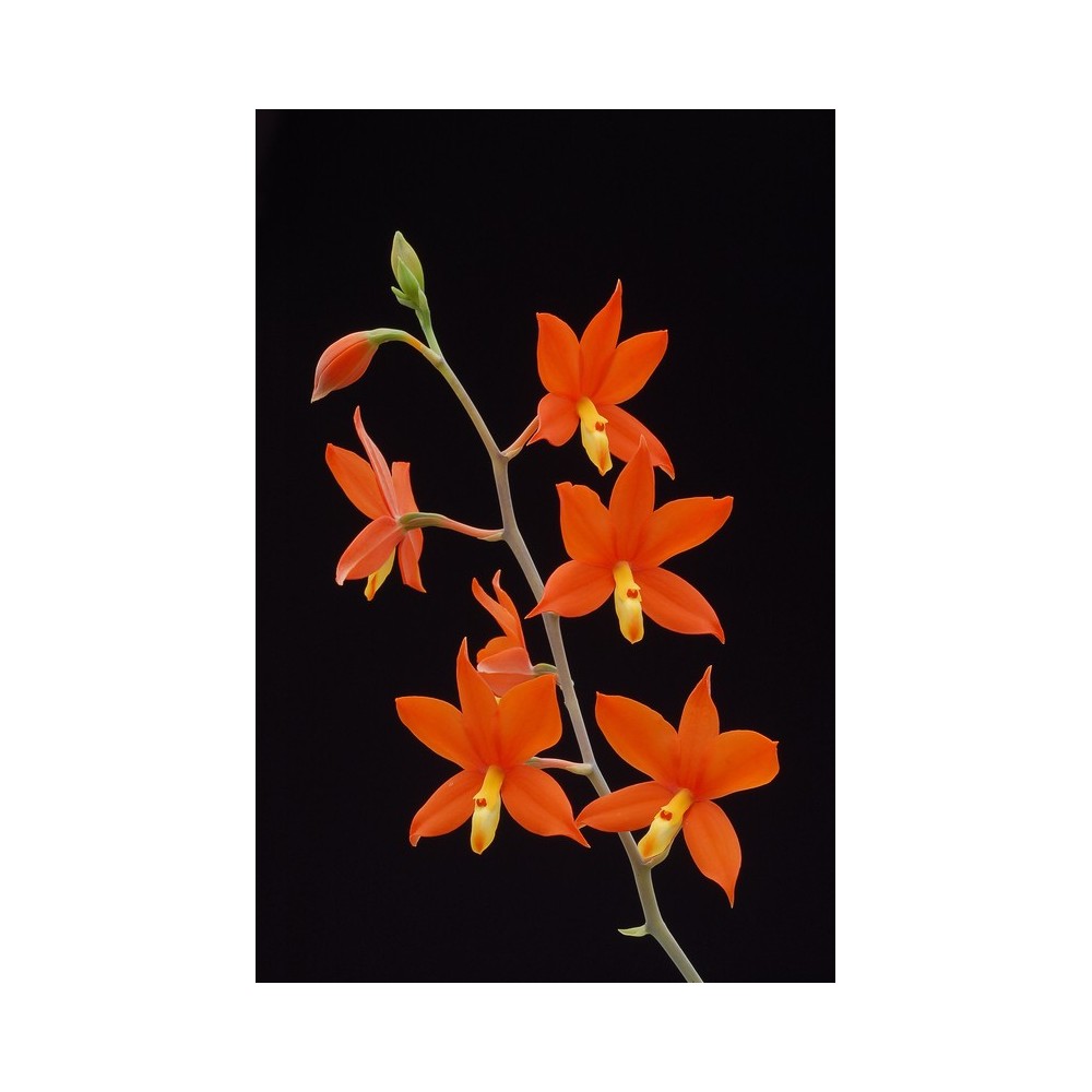 Prosthechea vitellina