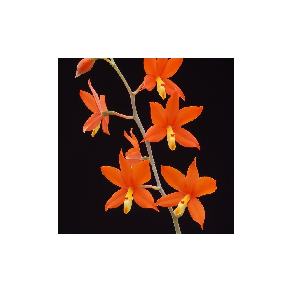 Prosthechea vitellina