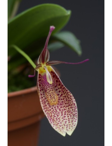 Restrepia elegans ‘Mini’ 2