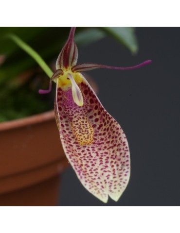 Restrepia elegans ‘Mini’