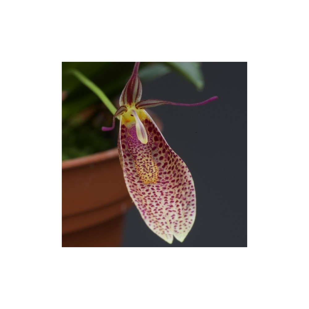 Restrepia elegans ‘Mini’