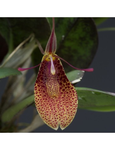 Restrepia elegans ‘Festival’ en sphaigne