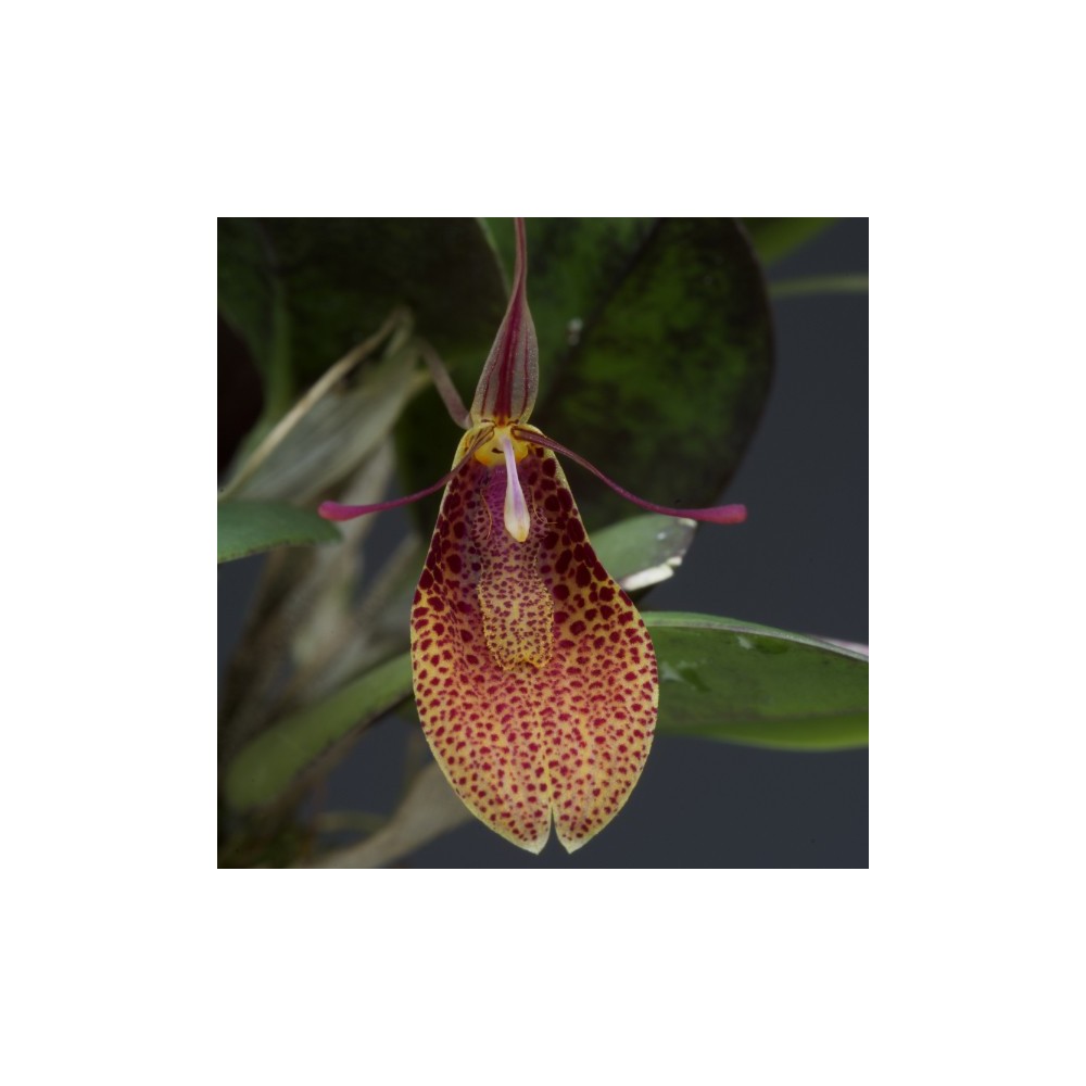 Restrepia elegans ‘Festival’