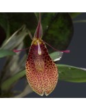 Restrepia elegans ‘Festival’