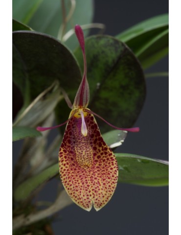 Restrepia elegans ‘Festival’ 2