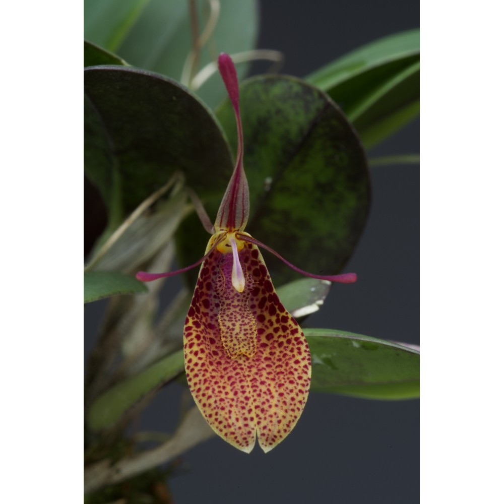 Restrepia elegans ‘Festival’