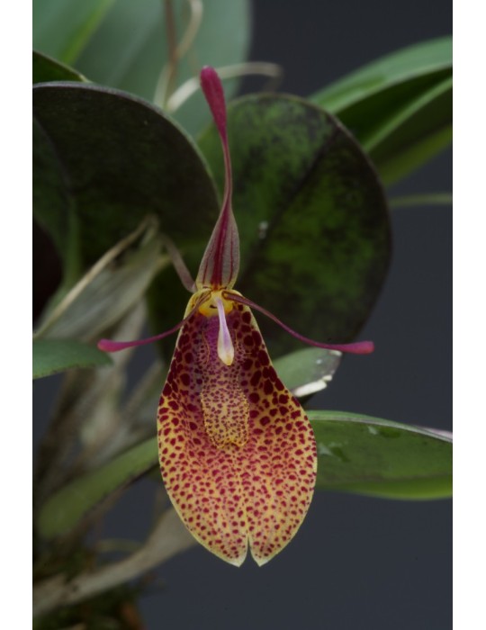 Restrepia elegans ‘Festival’