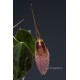 Restrepia elegans ‘Tikal’