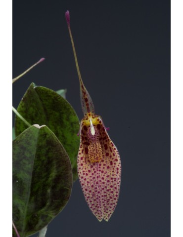 Restrepia elegans ‘Tikal’ 2