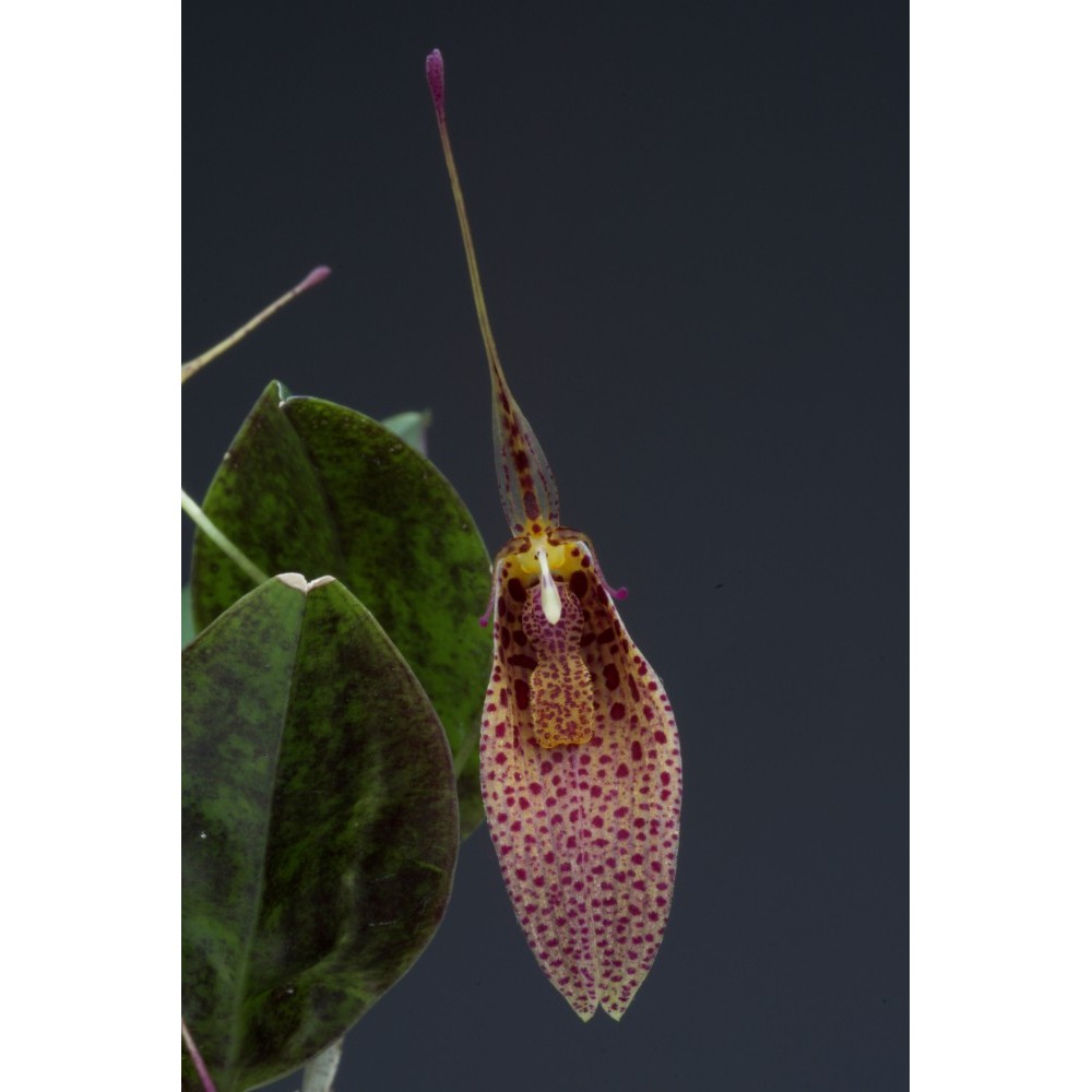 Restrepia elegans ‘Tikal’
