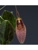 Restrepia elegans ‘Tikal’ en sphaigne