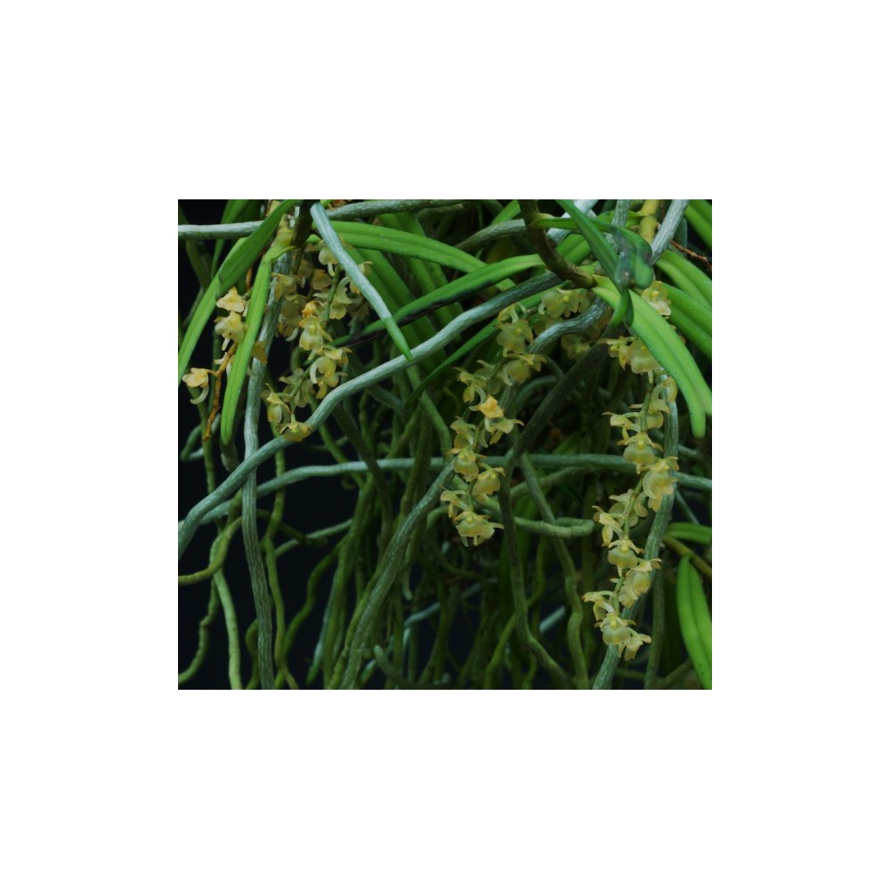 Rhipidoglossum cuneatum Rhipidoglossum cuneatum