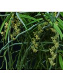 Rhipidoglossum cuneatum