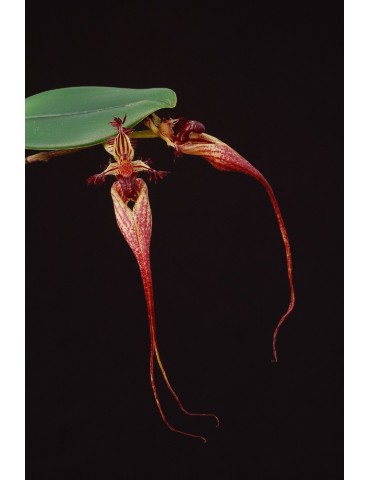 Bulbophyllum putidum 2