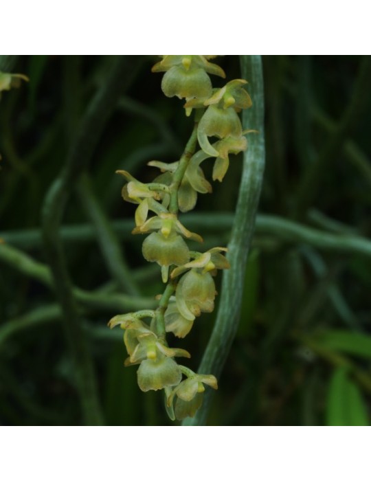 Rhipidoglossum cuneatum