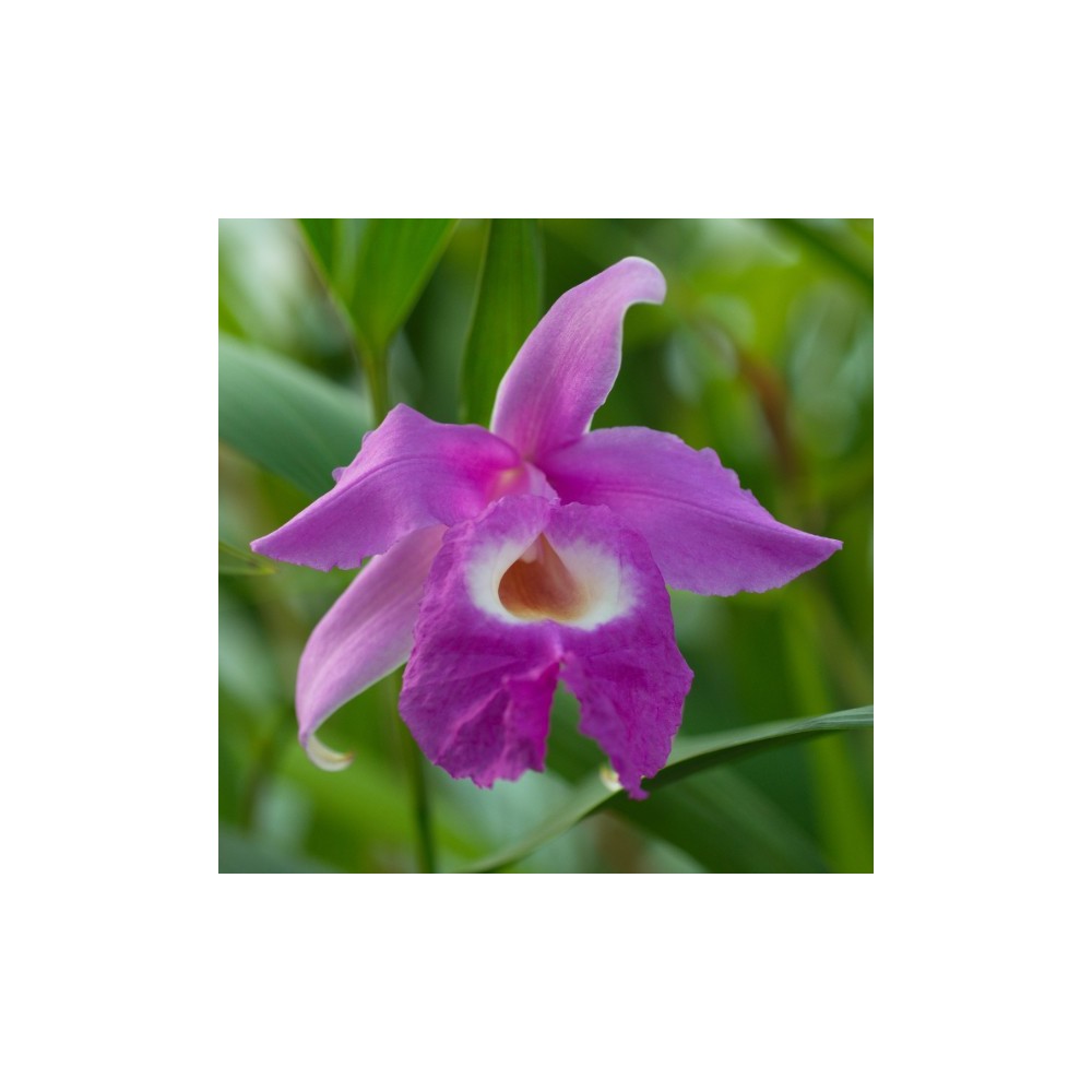 Sobralia macrantha
