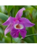 Sobralia macrantha