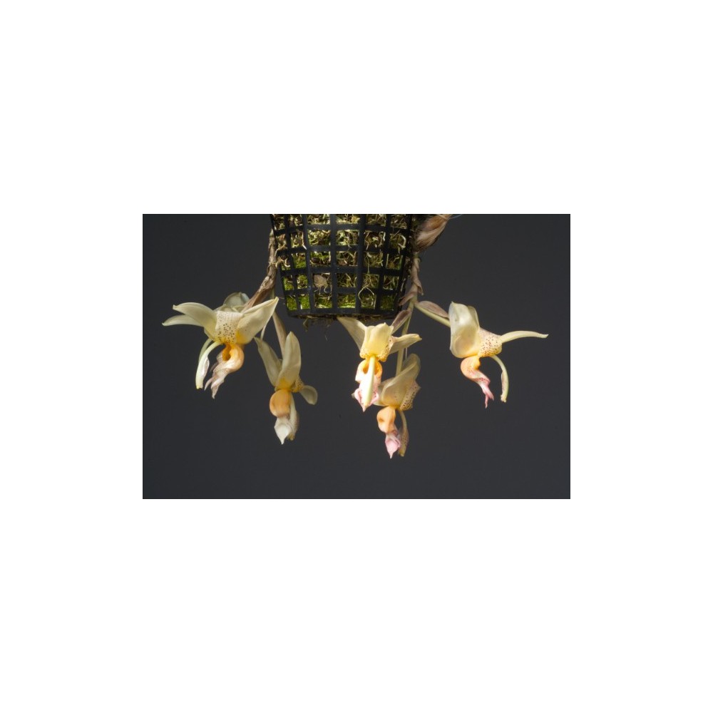 Stanhopea Poivre et Sel