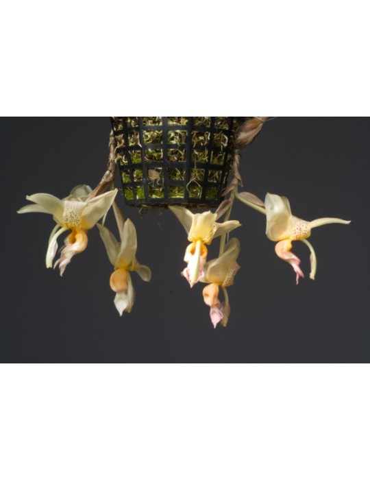 Stanhopea Poivre et Sel