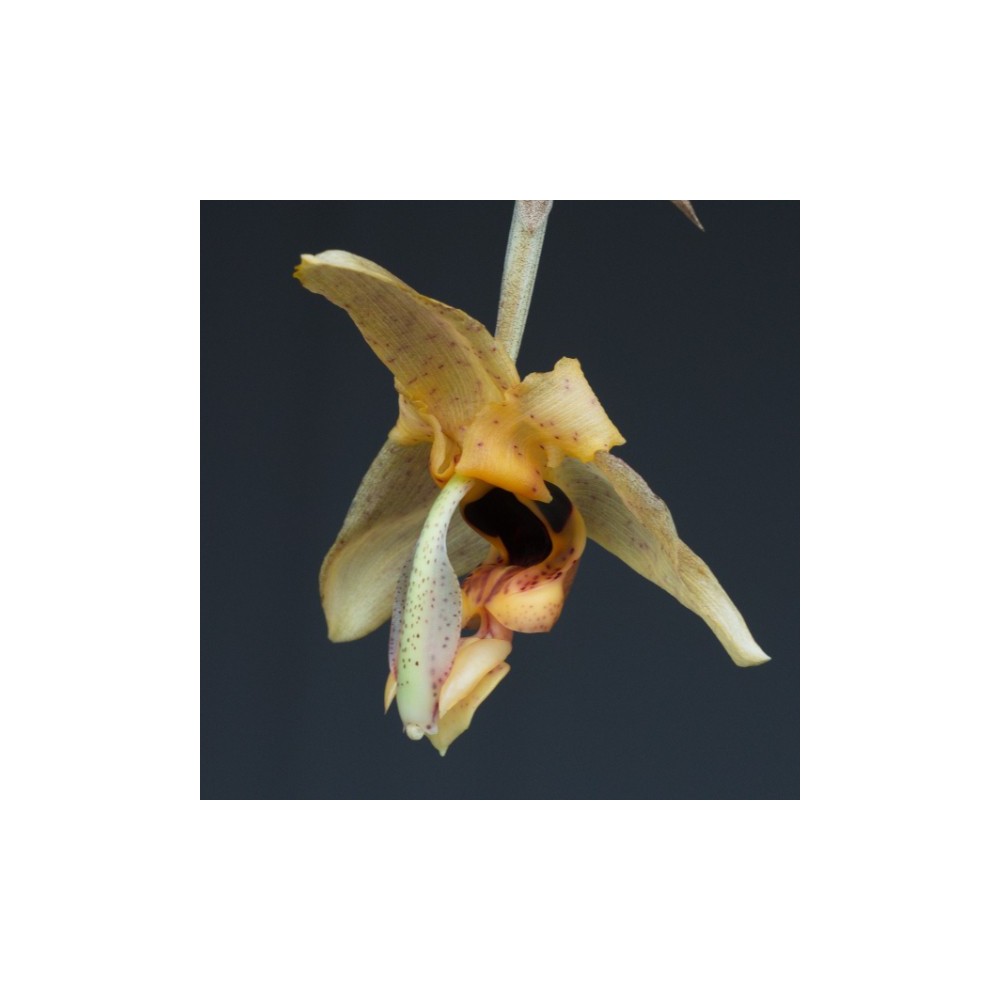 Stanhopea nigripes