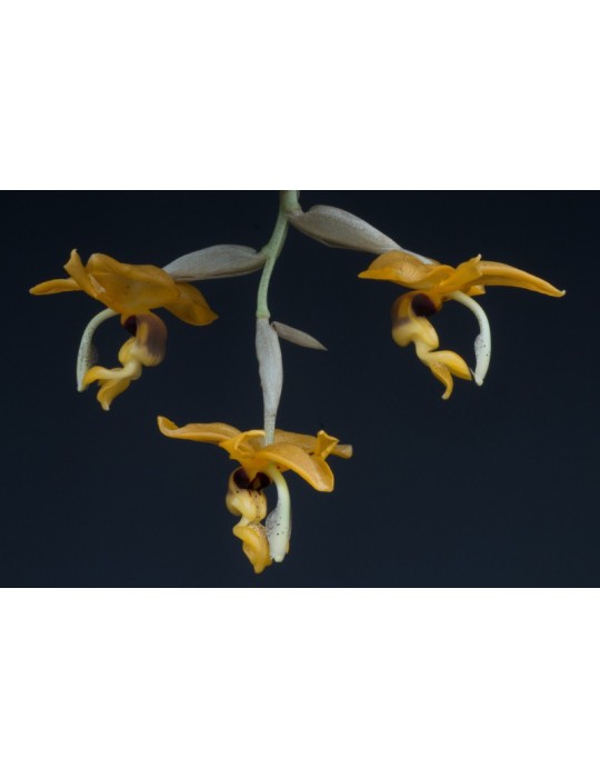 Stanhopea peruviana