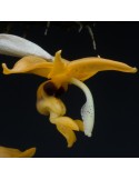 Stanhopea peruviana