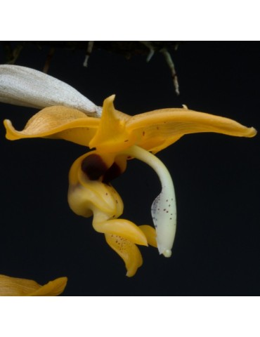 Stanhopea peruviana