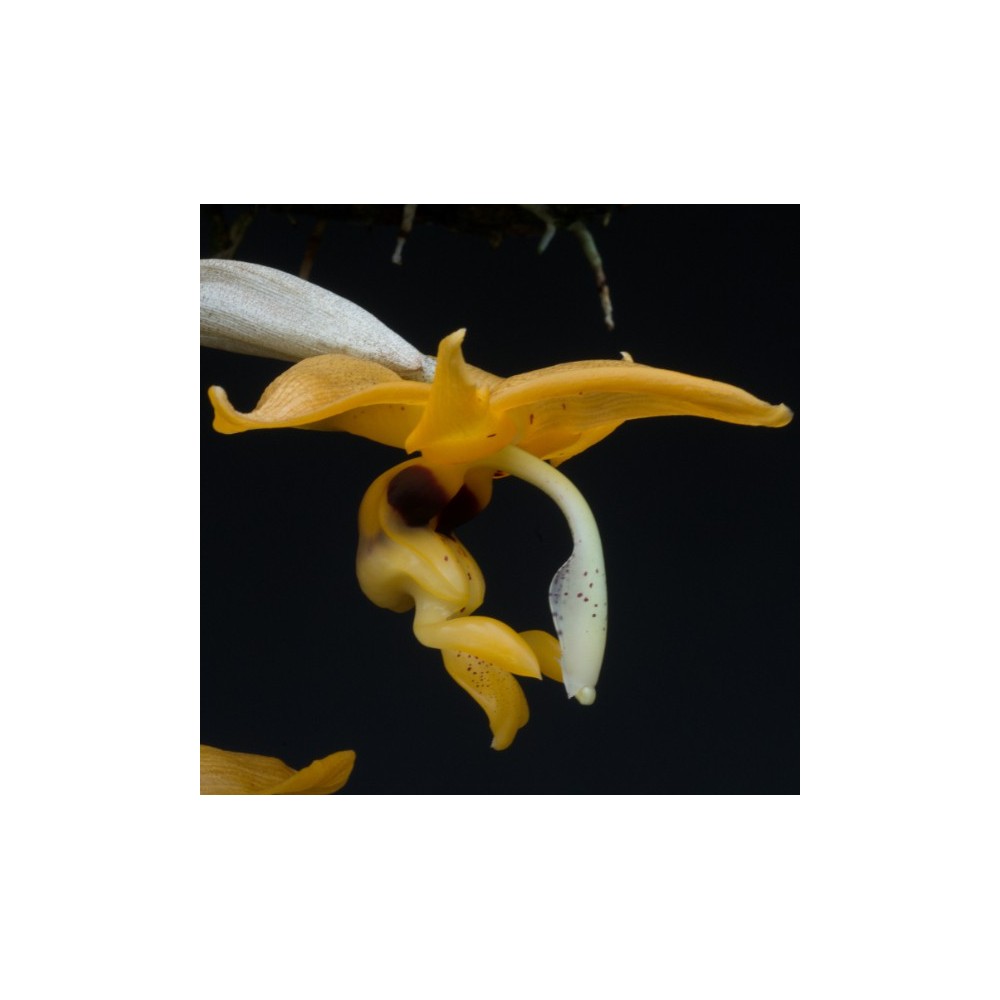 Stanhopea peruviana