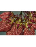 Bulbophyllum rothschildianum