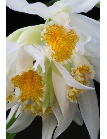 Thunia marshalliana 2