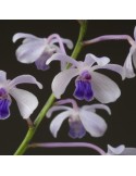 Vanda coerulescens