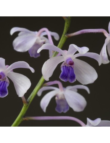 Vanda coerulescens