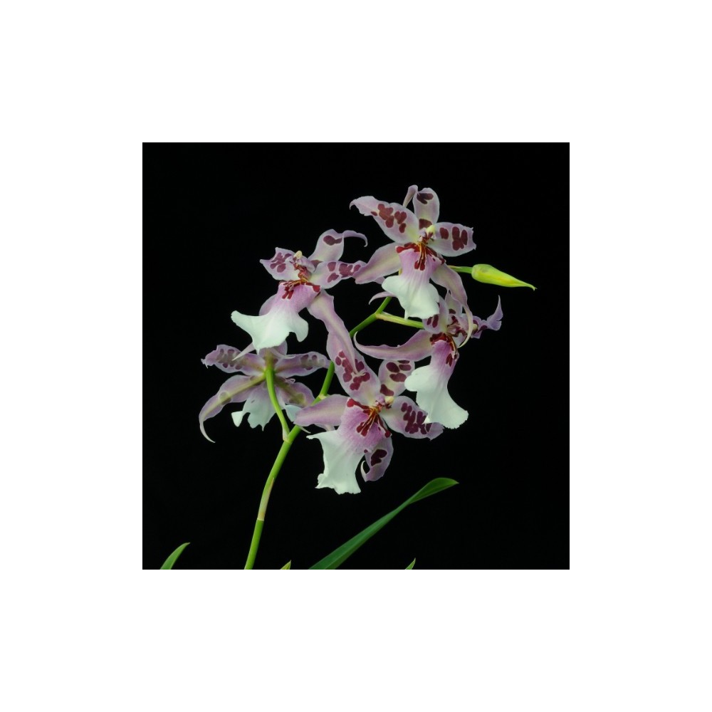 Beallara Peggy Ruth Carpenter