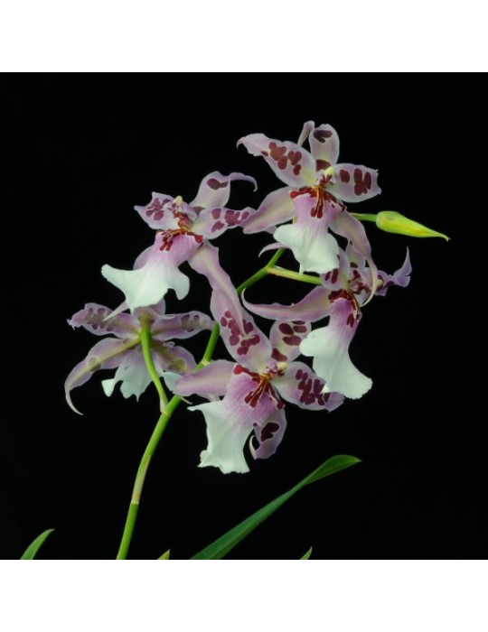 Beallara Peggy Ruth Carpenter