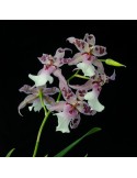 Beallara Peggy Ruth Carpenter