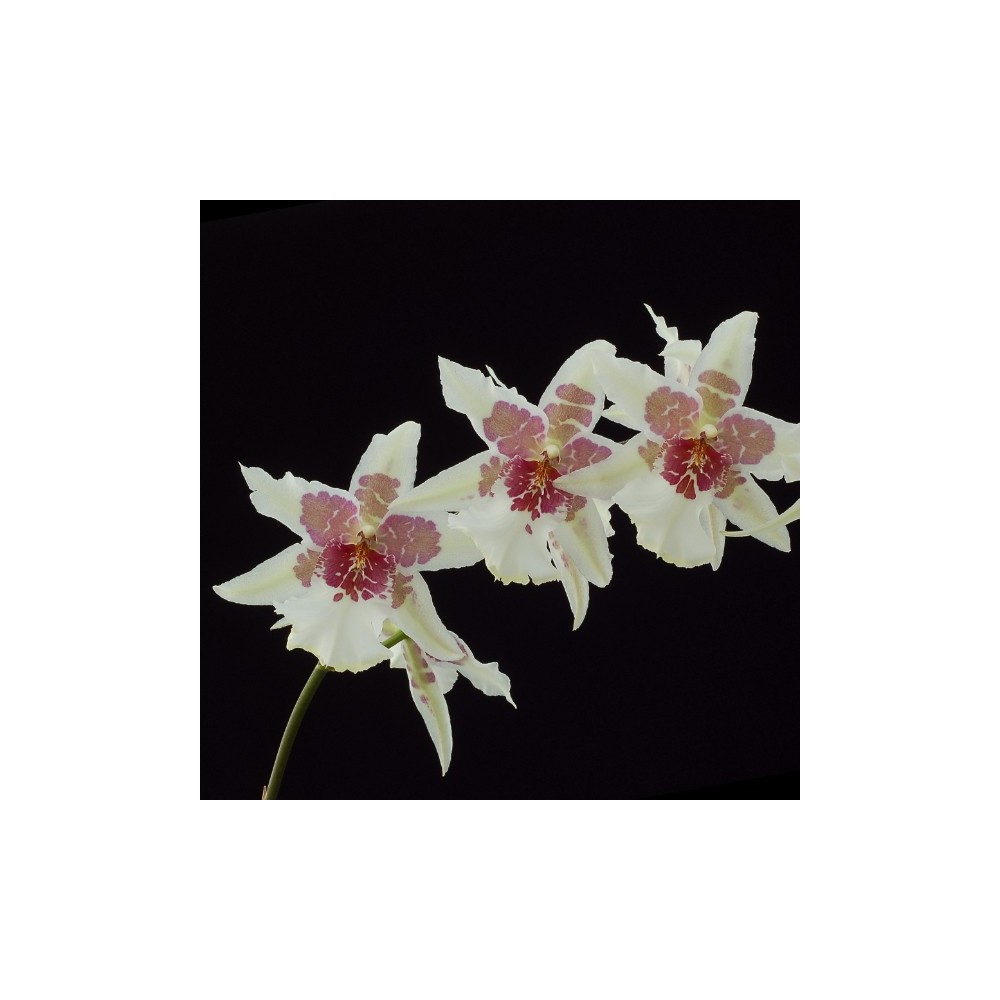 Beallara Tahoma Glacier