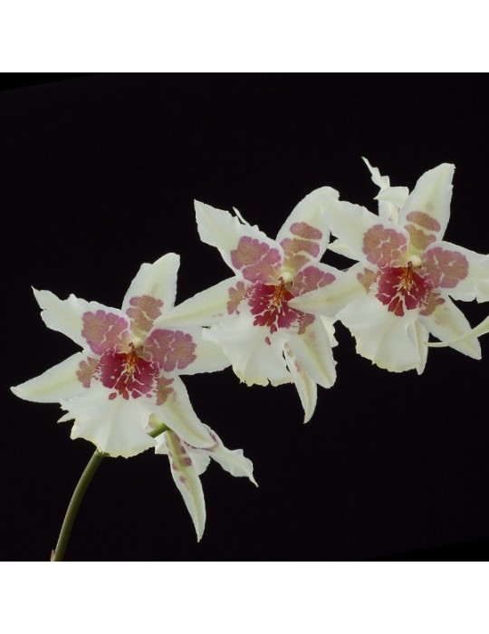 Beallara Tahoma Glacier