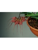 Bulbophyllum rothschildianum