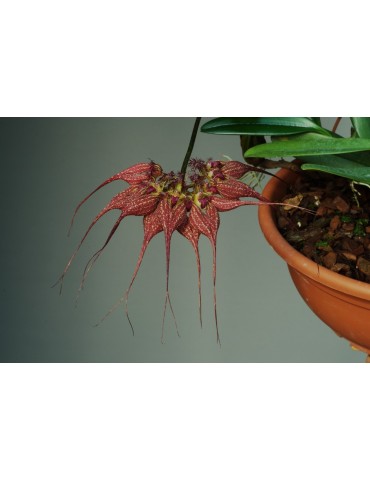 Bulbophyllum rothschildianum 2