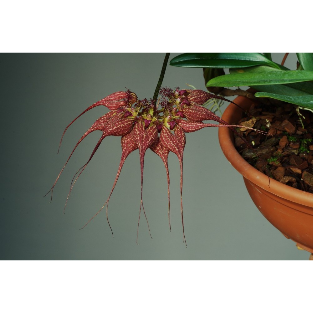 Bulbophyllum rothschildianum