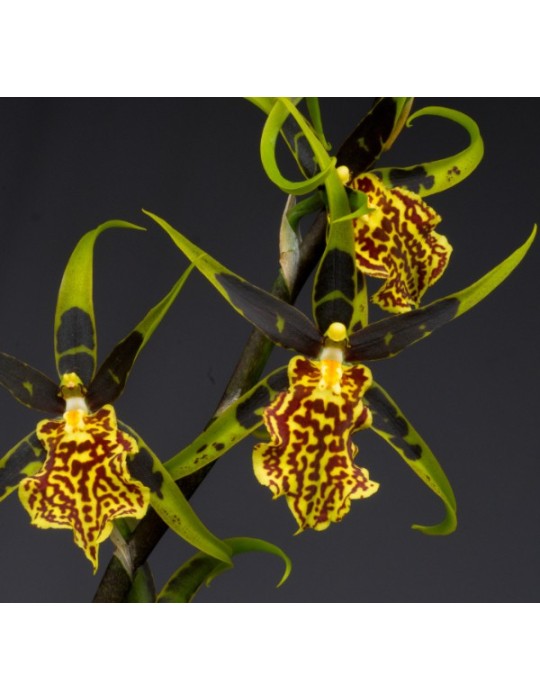 Brascidostele Gilded Tower ‘Mystic Maze’