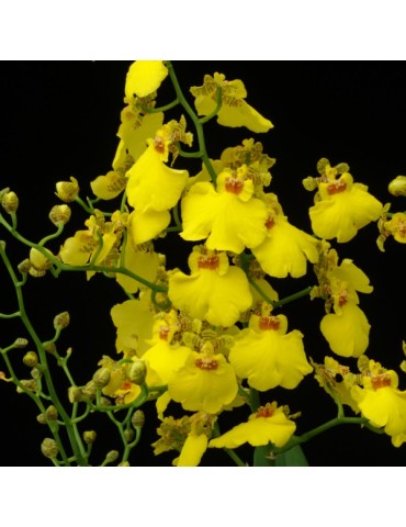 Cyrtocidium Gower Ramsey