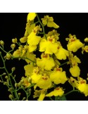 Cyrtocidium Gower Ramsey