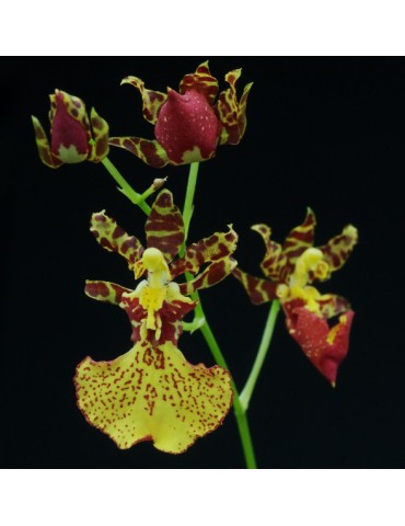 Cyrtodontocidium Suzan Kaufman