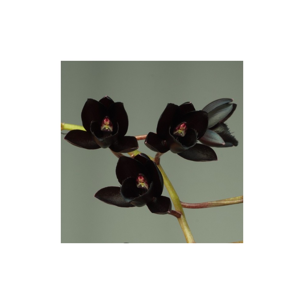 Orchidée noire Fredclarkeara After Dark 'SVO Black Pearl', vente